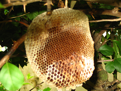 A Honeycomb